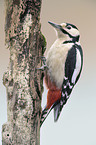 great spotted woodpecker