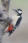 great spotted woodpecker