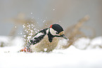 great spotted woodpecker