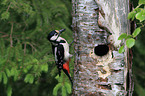 great spotted woodpecker