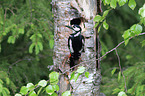 great spotted woodpecker