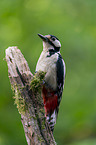 Great spotted Woodpecker