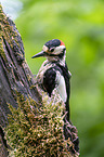 Great spotted Woodpecker