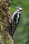 Great spotted Woodpecker