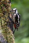 Great spotted Woodpecker