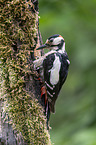 Great spotted Woodpecker