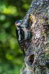 Great spotted Woodpecker