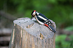 Great spotted Woodpecker
