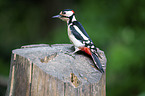 Great spotted Woodpecker