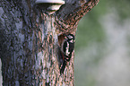 Great spotted Woodpecker