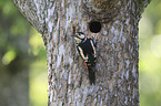 Great spotted Woodpecker