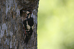 Great spotted Woodpecker