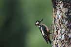 Great spotted Woodpecker