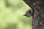 Great spotted Woodpecker