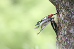 Great spotted Woodpeckers
