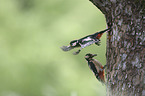 Great spotted Woodpeckers