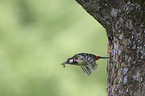 flying Great spotted Woodpecker