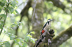 Great spotted Woodpecker