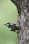 great spotted woodpecker