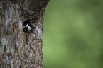 great spotted woodpecker