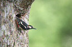 great spotted woodpecker