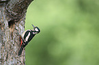 great spotted woodpecker