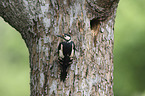 great spotted woodpecker