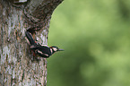 great spotted woodpecker