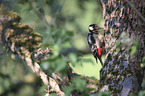great spotted woodpecker