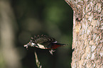 great spotted woodpecker