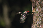 great spotted woodpecker