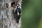 great spotted woodpecker