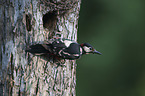 great spotted woodpecker