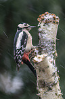 great spotted woodpecker