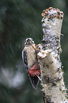 great spotted woodpecker