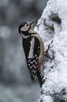 great spotted woodpecker