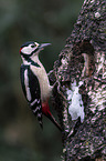 great spotted woodpecker