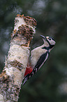 great spotted woodpecker