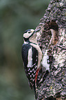 great spotted woodpecker