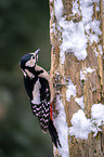 great spotted woodpecker