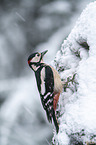 great spotted woodpecker