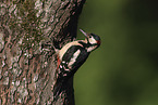 great spotted woodpecker