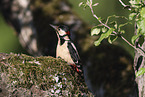 great spotted woodpecker