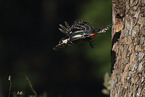 great spotted woodpecker