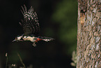 great spotted woodpecker