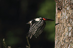 great spotted woodpecker