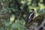 great spotted woodpecker