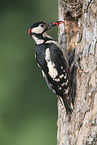 great spotted woodpecker