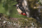 great spotted woodpecker
