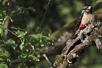 great spotted woodpecker